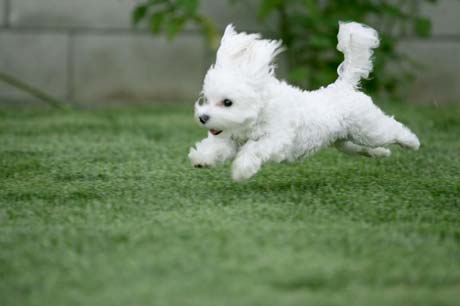 cute puppies and dogs. Cute Puppy