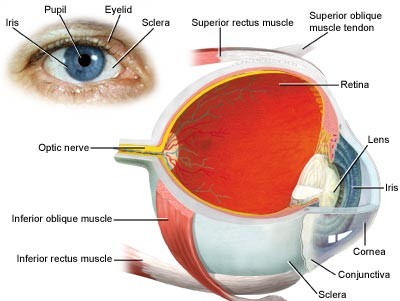 Eye Twitching Why Does my Eye Twitch?