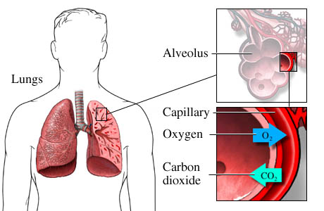 Fluid in Lungs Why Does Fluid Build Up In The Lungs?