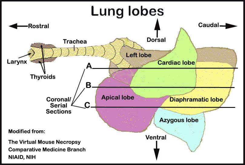 Lung lobes Why Does the Right Lung have 3 Lobes?