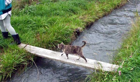 Ternyata ini 7 cara kucing mengungkapkan perasaan sayang pada manusia