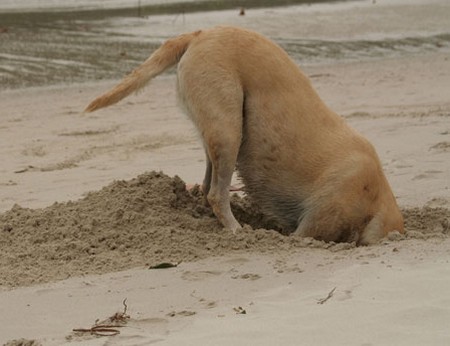 Dog Dig  Why Does My Dog Dig     