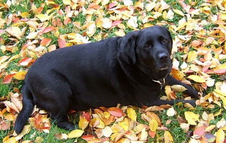  Why Does My Dog Follow Me Around
