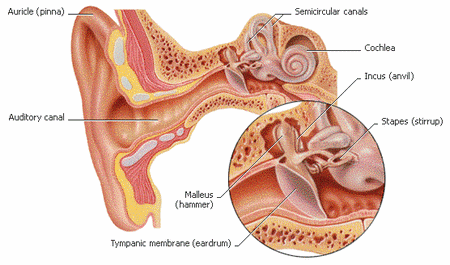 Ear Diagram Why Does My Ear Ring 