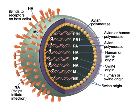 Swine Flu Why Does Swine Flu Kill