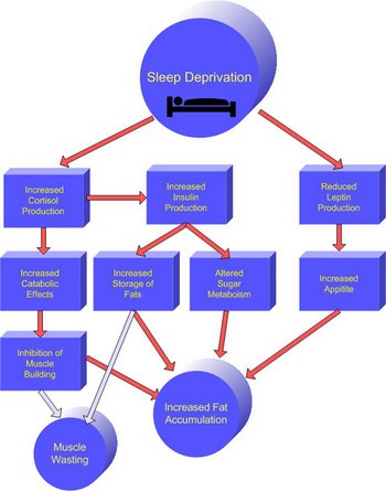 sleep deprivation 1 Why Does Sleep Deprivation Happen